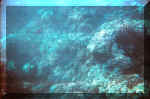 coral.pg.jpg (57749 bytes)
