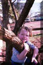 ryantree.jpg (70604 bytes)