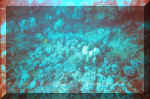 snorkelingfish2.jpg (67597 bytes)