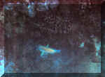snorkelingfish.jpg (83541 bytes)