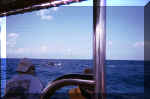 whalewatching.jpg (33813 bytes)